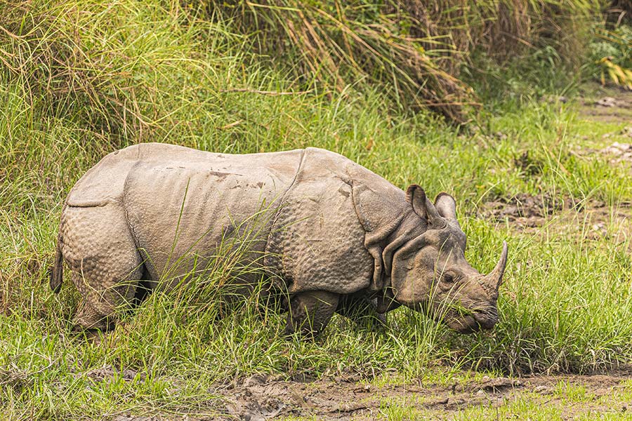 Chitwan-Jungle-Day-Safari
